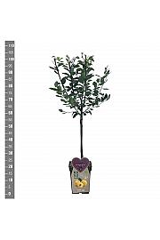 Prunus domestica Mirabelle de Nancy C5 Lit. 80-100 cm BIO