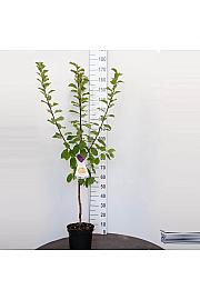 Prunus domestica Jubileum C7,5 Lit. 125-150 cm