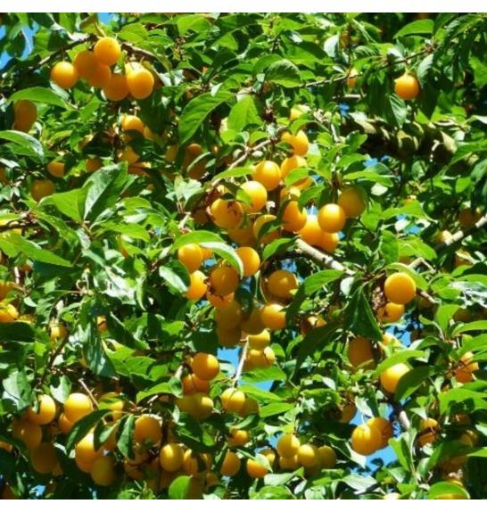 Prunus domestica Mirabello C5 Lit. 60-80 cm Na steblu