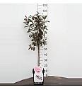 Prunus cistena C5 Lit. Na steblu 50 cm