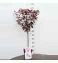 Prunus cerasifera Nigra C5 Lit. Na steblu 50 cm
