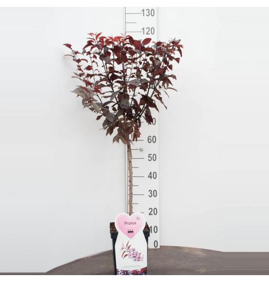 Prunus cerasifera Nigra C5 Lit. Na steblu 50 cm