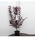 Prunus cerasifera Hollywood C7,5 Lit. 80-100 cm