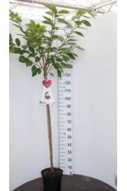 Prunus avium Schneiders späte Knorpelkirsche C7,5 Lit. 175-200 cm Na steblu 100 cm