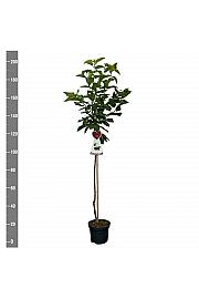 Prunus avium Regina C7,5 Lit. 175-200 cm Na steblu 100 cm