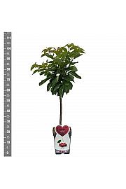 Prunus avium Kordia C5 Lit. 80-100 cm Patio