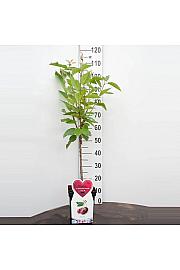 Prunus avium Hedelfinger Riesenkirsche C5 Lit. 80-100 cm Patio