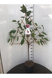 Prunus avium C7,5 Lit. 150-175 cm Špalir