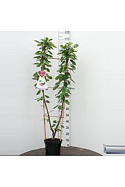 Prunus avium Bigarreau Napoleon x Grosse Schwarze Knorpelkirsche C7,5 Lit. 140-160 cm Duo