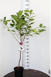 Prunus avium Bigarreau Napoléon C7,5 Lit. 125-150 cm