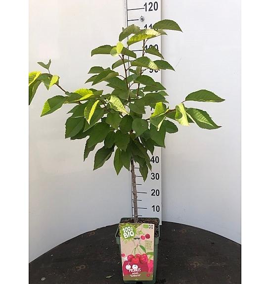 Prunus avium Bigarreau Napoléon C5 Lit. 80-100 cm BIO