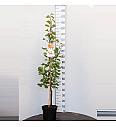 Prunus armeniaca Bergeron C7,5 Lit. 125-150 cm