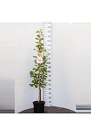 Prunus armeniaca Bergeron C7,5 Lit. 125-150 cm