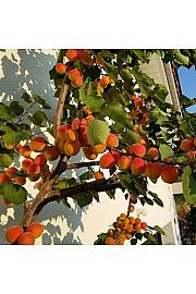 Prunus armeniaca Armicol ® C7,5 Lit. 125-150 cm Stebričasta