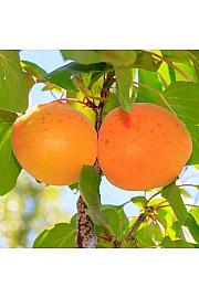 Prunus armeniaca Armicol ® C5 Lit. 100-125 cm Stebričasta