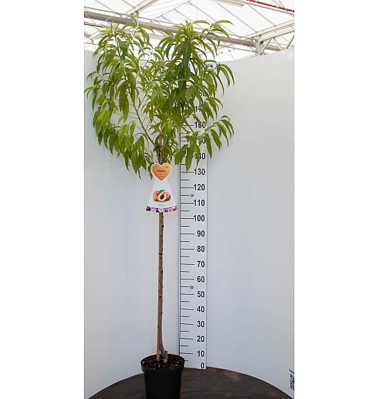 Prunus amygdalus Dulcis C7,5 Lit. 175-200 cm Na steblu 100 cm