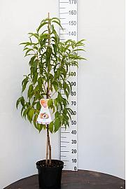 Prunus amygdalus Dulcis C7,5 Lit. 150-175 cm