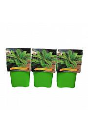 Polystichum Polyblepharum C5 Lit.