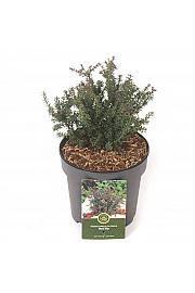 Podocarpus macrophyllus Red Tip C2,5 Lit. 20-25 cm