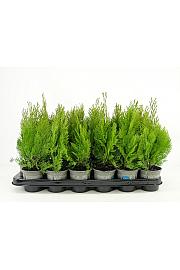 Platycladus orientalis Pyramidalis Aurea Ø9