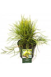 Platycladus orientalis Franky Boy C2,5 Lit. 20-25 cm