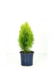 Platycladus orientalis Aurea Nana C1 Lit. 20-30 cm