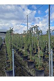 Cedrus atlantica Glauca Pendula C35 Lit. 160-180 cm