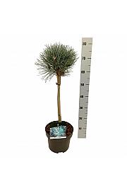 Pinus sylvestris Watereri C5 Lit. Na steblu 40 cm