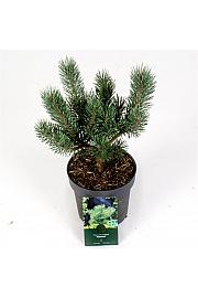 Pinus sylvestris Watereri C2,5 Lit. 25-30 cm