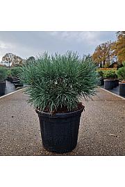 Pinus sylvestris Chantry Blue C8 Lit. 25-30 cm