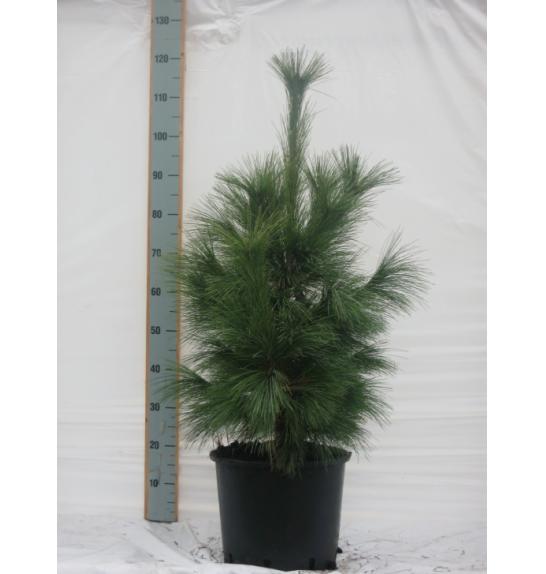 Pinus schwerinii Wiethorst C15 Lit. 60-80 cm