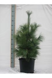 Pinus schwerinii Wiethorst C15 Lit. 100-120 cm