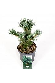 Pinus parviflora Tempelhof C2,5 Lit. 20-25 cm