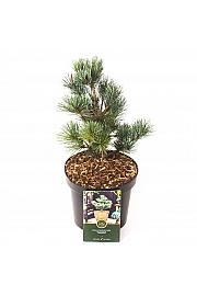 Pinus parviflora Negishi C2,5 Lit. 20-25 cm