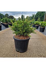 Pinus parviflora Linda C11 Lit. 35-40 cm