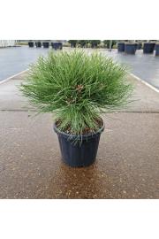 Pinus nigra Marie Bregnon C6 Lit. 20-30 cm