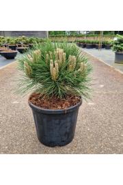 Pinus nigra Marie Bregeon® C11 Lit. 30-35 cm Krogla