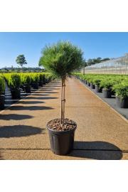 Pinus nigra Marie Bregeon C8 Lit. Na steblu 40 cm Krošnja 25-30 cm