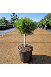 Pinus nigra Marie Bregeon C8 Lit. Na steblu 20 cm Krošnja 25-30 cm