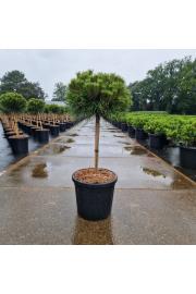 Pinus nigra Marie Bregeon C18 Lit. Na steblu 40 cm Krošnja 35-40 cm