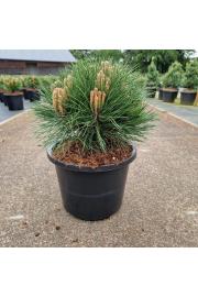 Pinus nigra Marie Bregeon C12 Lit. 35-40 cm Krogla