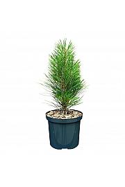 Pinus nigra Green Tower C2,5 Lit. 25-30 cm