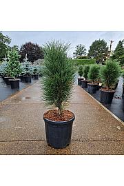 Pinus nigra Green Tower C18 Lit. 50-60 cm
