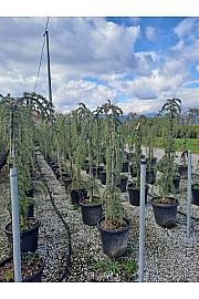 Cedrus atlantica Glauca Pendula C30 Lit. 140-160 cm