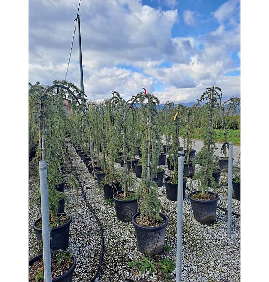 Cedrus atlantica Glauca Pendula C30 Lit. 140-160 cm