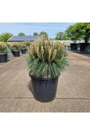 Pinus nigra Brepo® C18 Lit. 40-50 cm