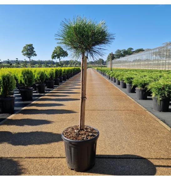 Pinus nigra Brepo C8 Lit. Na steblu 50 cm Krošnja 25-30 cm