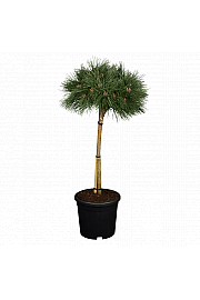 Pinus nigra Brepo C8 Lit. Na steblu 30 cm Krošnja 25-30 cm