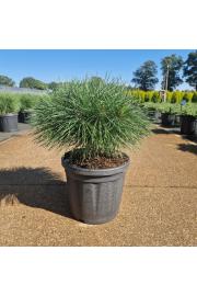 Pinus nigra Brepo C8 Lit. Na steblu 10 cm Krošnja 25-30 cm