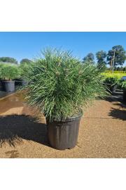 Pinus nigra Brepo C8 Lit. 25-30 cm